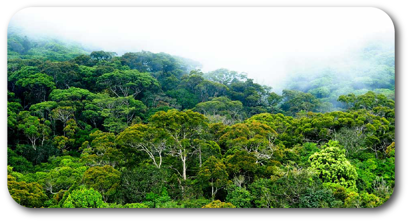 image of a forest